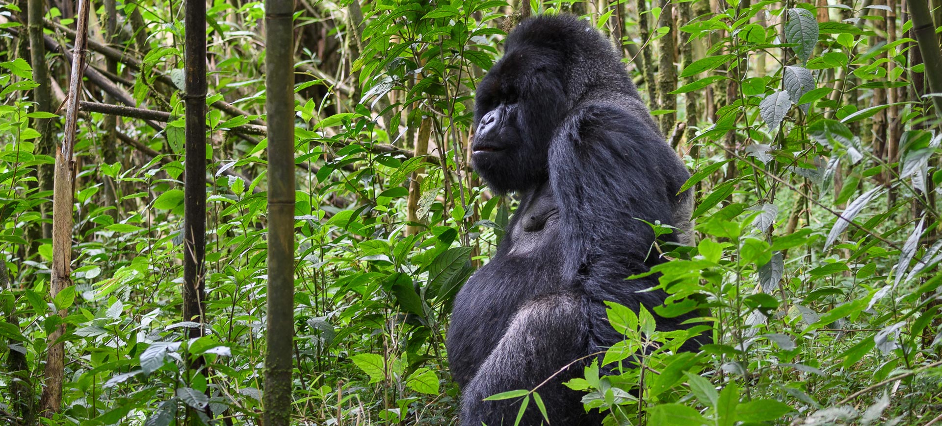 Volcanoes-National-Park-Ecotourism-Safari