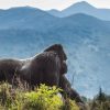 gorilla_in-rwanda_volcano_national_park