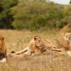 Akagera_national_park_lion