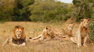 Akagera_national_park_lion