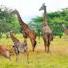 Gerreafe_Akagera_national_park