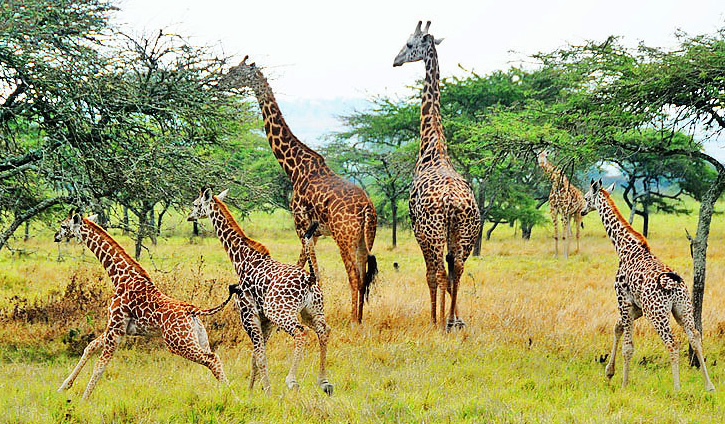 Gerreafe_Akagera_national_park