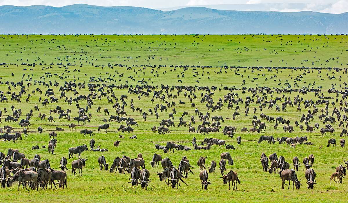 Serengeti-National-Park-Africa