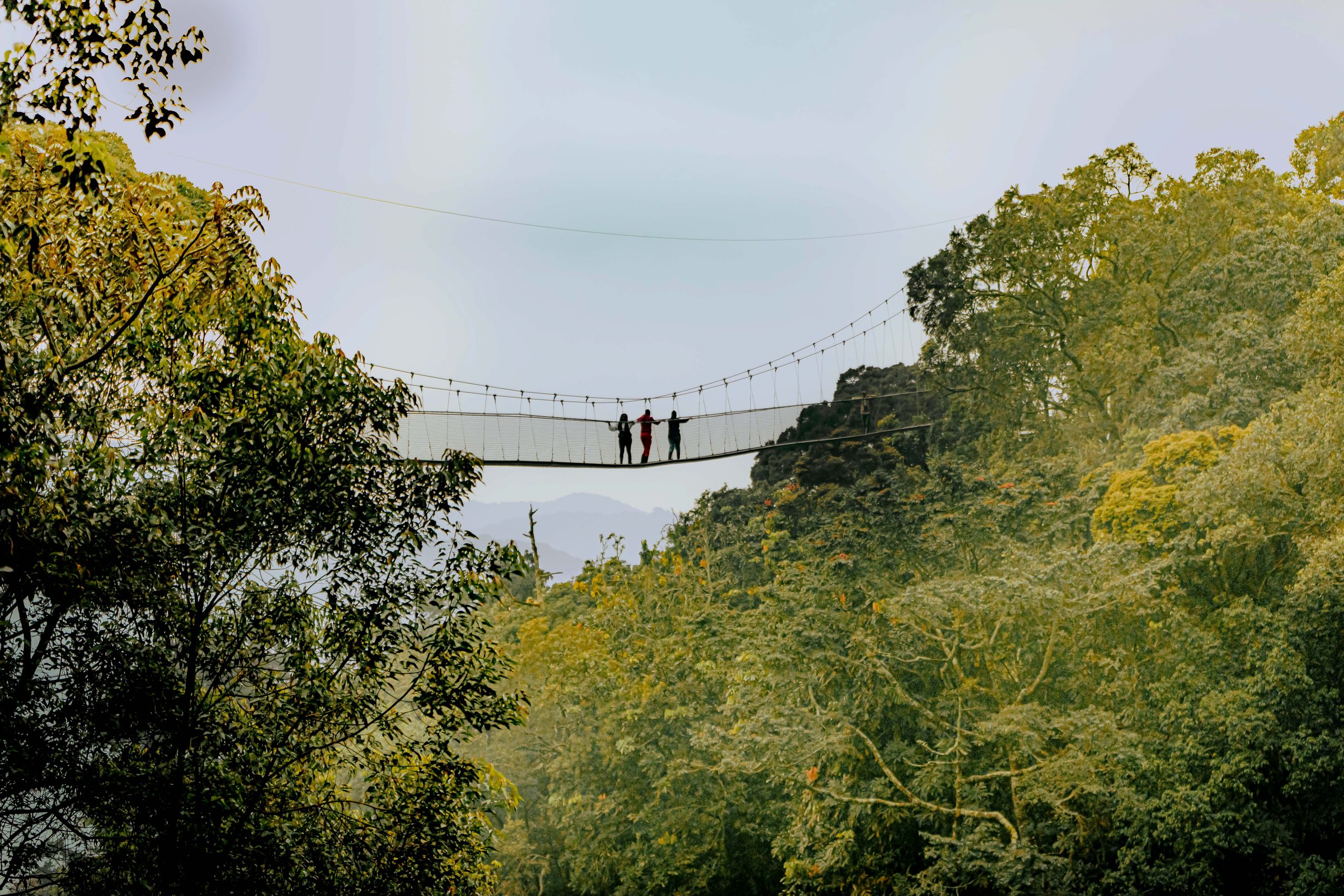 Canopy_walk_way