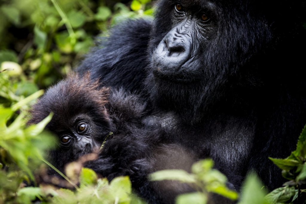 Discounted Rwanda Gorilla Permits for trekking in 2024.